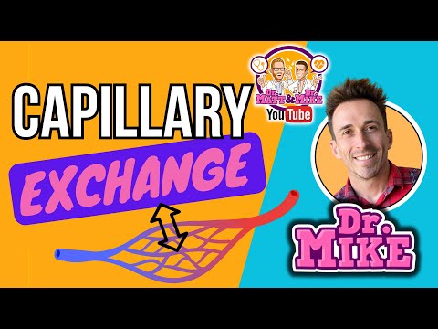 Capillary Exchange