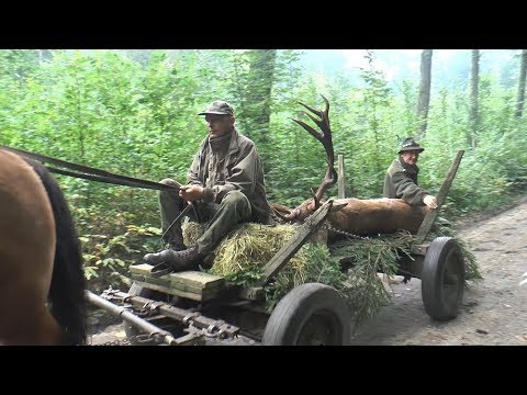 Masuren - kapitale Hirsche - ein jagdlicher Traum!