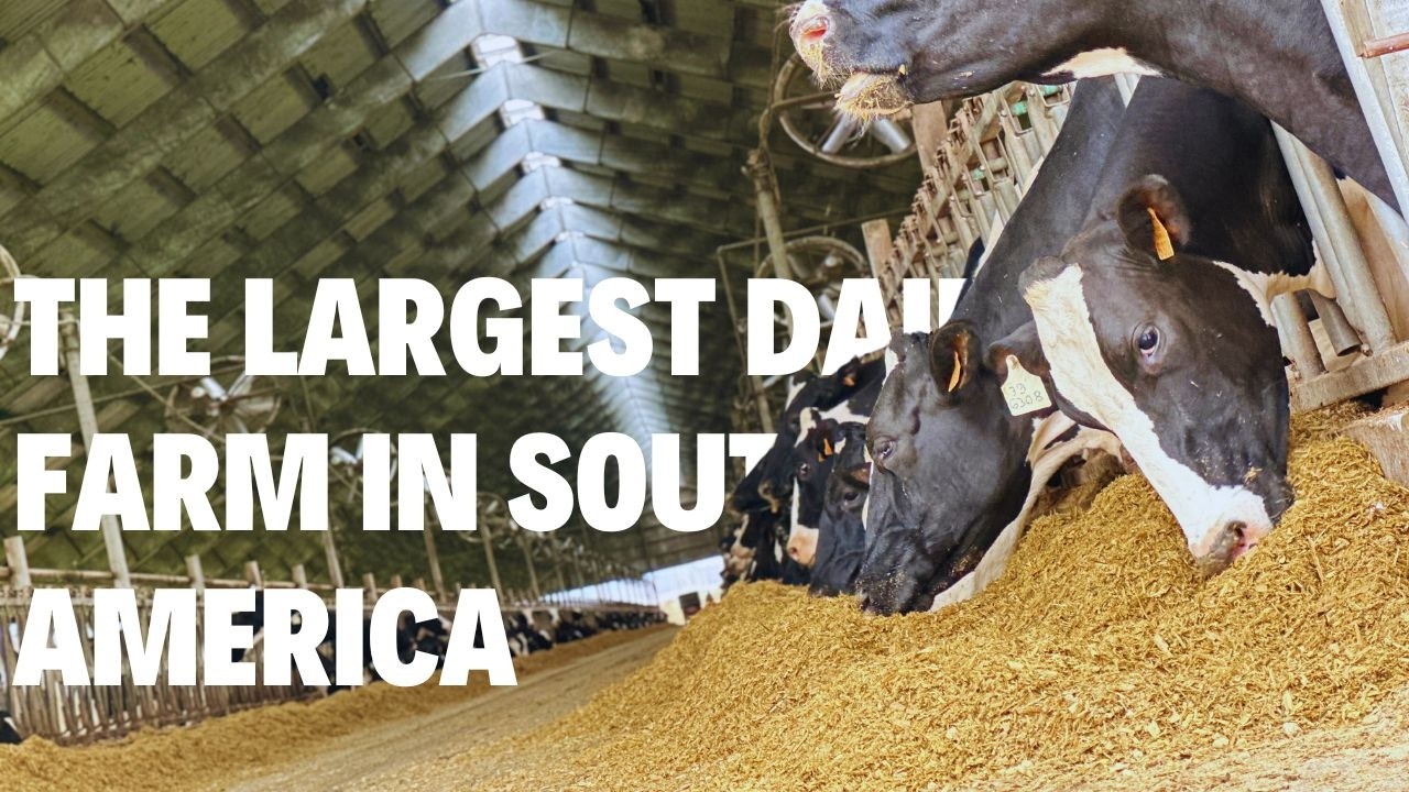 550,000 LITERS OF MILK PER DAY IN URUGUAY 🇺🇾 - Estancias Del Lago