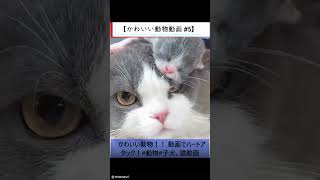 【かわいい動物動画 #5】かわいい動物！！ 動画でハートアタック！#動物#子犬、猫動画 #シニア向け #歴史 #60歳代 #シニア向け #歴史 #60歳代 #ヒューマンドラマ #名言 #若い頃
