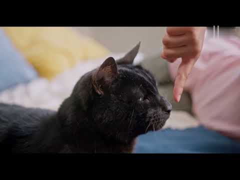 when you cats go on A Rampage!!😂 Funniest cats 2023