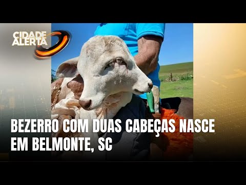 Caso raro: bezerro com duas cabeças é registrado em SC