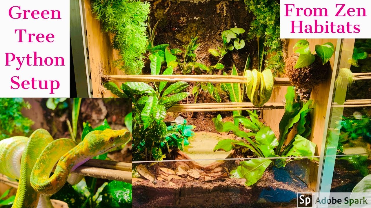Green Tree Python Enclosure Upgrade from Zen Habitats
