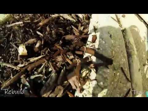 "Wait" Rebuild FPV Team Wolf Pack