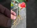 Growing Roses Youtubeshorts Shorts Rose Viralvideo Rijusahai