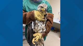 Eagles released back into the wild after being rescued from Loudoun County landfill
