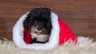 Havanese vs Portuguese Water Dog: Choosing Your Ideal Companion