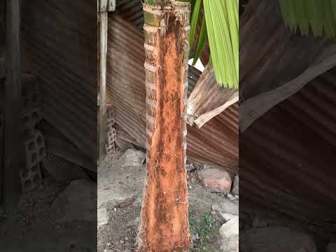 ドワーフパイン、ハイマツ 植物