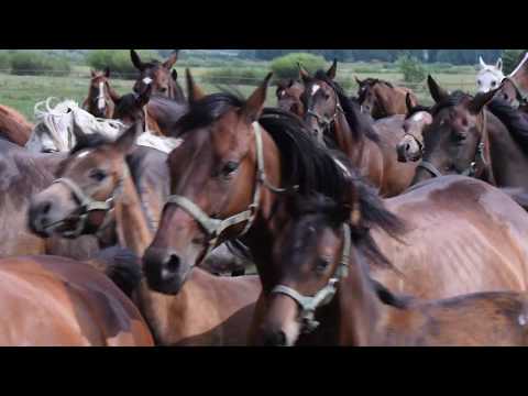 Polish Arabian horses, Janov Podlaski Stud, Poland. The Open House 2019