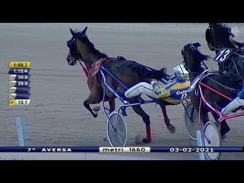 Aversa trotto 3 Febbraio 2021 - 7° Corsa