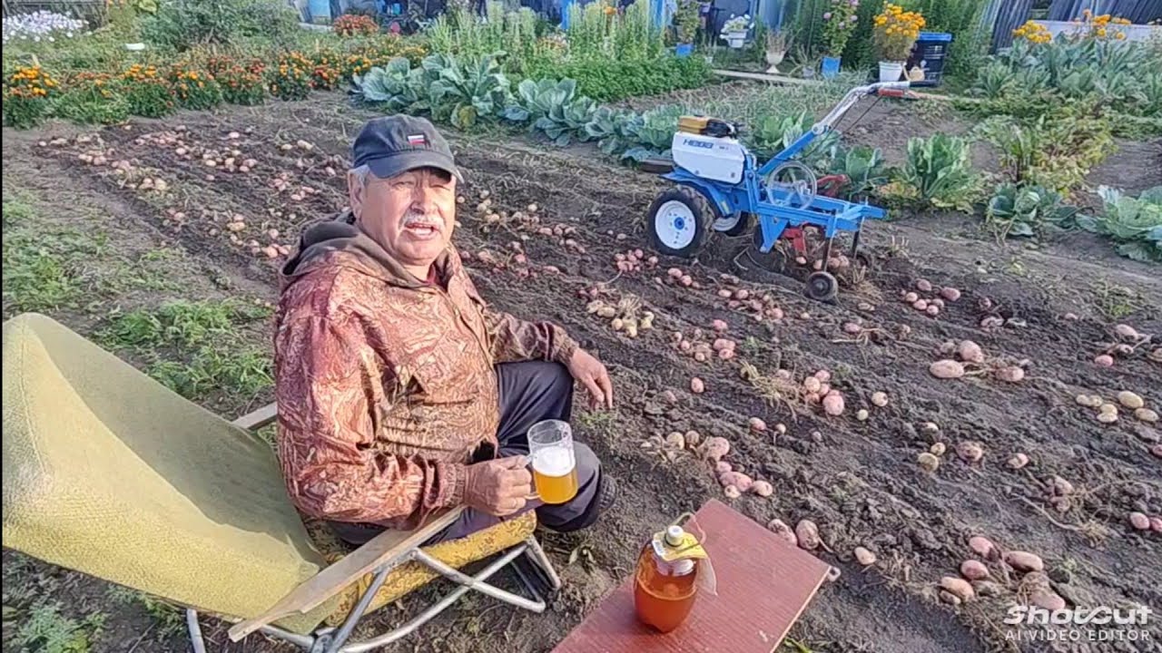 Картофелекопалка в действии