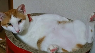 RDR2実況！