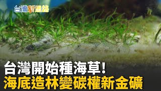 全球瘋碳權! 台灣打造藍色森林，讓海洋變成新金庫 海底碳權戰開打! 從海草復育到碳交易的綠色革命│主播 苑曉琬│【台灣新思路】20251031│三立iNEWS