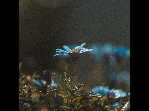 [FREE] Anfa Rose Guitar Type Beat 2021