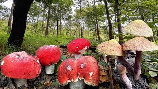 อัพเดท!!โค้ง44เจอเห็ดก่อแดงใหญ่เห็ดผึ้งนกยูง หมานแค่ไหนไปลุ้นกันเลย?