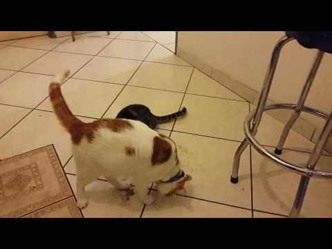 Catnip makes my cats aggressive