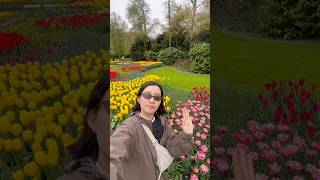 [🇳🇱オランダ旅行]🌷あの有名なチューリップ畑行ってみた！ #イギリス在住 #オランダ旅行 #ロンドン在住 #海外生活 #海外在住 #keukenhof