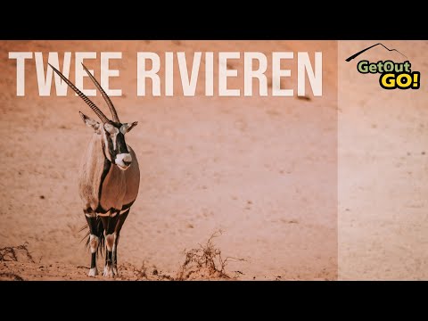 Twee Rivieren Campsite Review - Kgalagadi Transfrontier Park