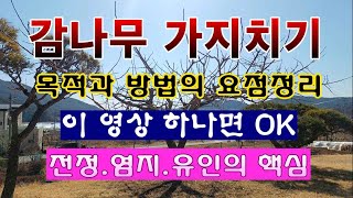 [텃밭농부 1,775]  감나무 가지치기의 요점 정리. 이 영상 하나면 OK! #감나무재배 #감나무 전정