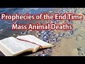 Prophecies of the End Time Pt. 4 - Mass Animal ...