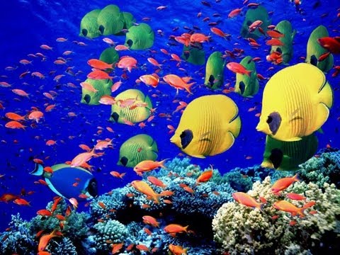 Amazing School of Tropical Fish HD