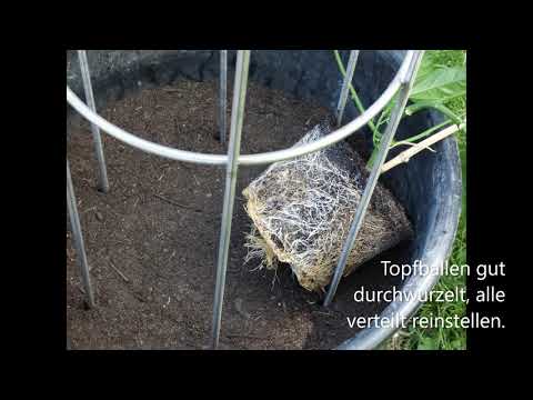 Passiflora edulis, 3 gut gewachsene Pflanzen für Großkübel