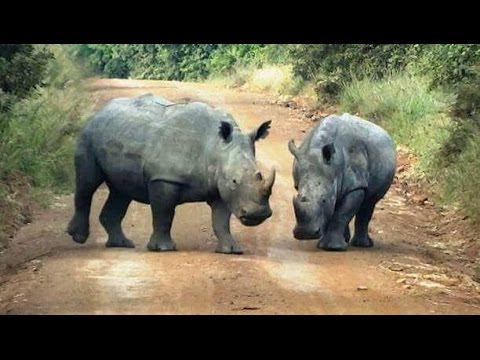 Nairobi National Park - A Brief Safari
