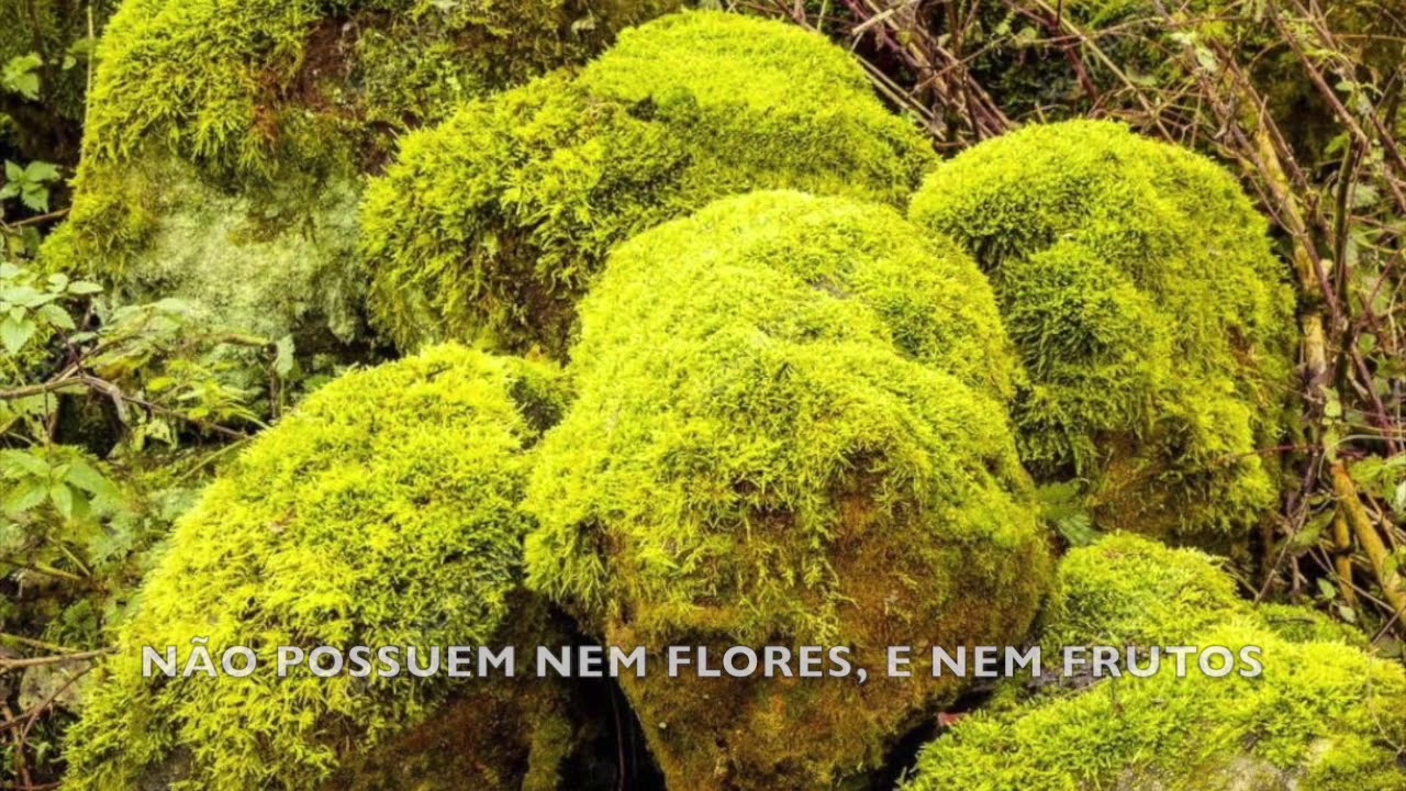 O Sol - Paródia as Briófitas