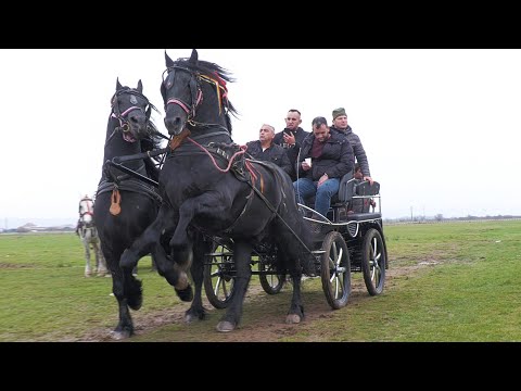 Armăsarii lui Virgil de la Hațeg - Hunedoara 2022