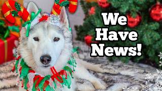 My Husky Has A BIG Surprise🎄 Holiday Christmas Card Exchange 2024