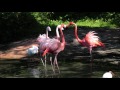 fight of the flamingos