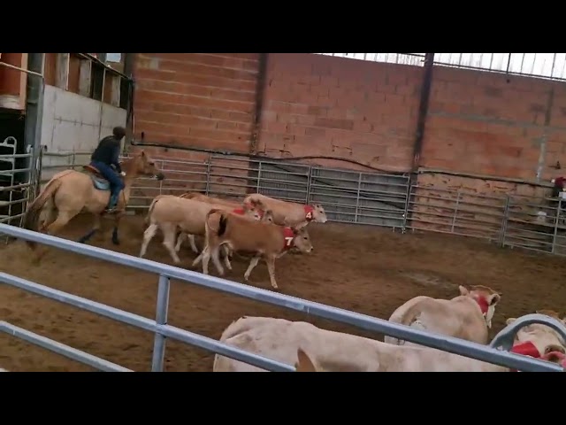 Hongre PALOMiNO QUARTERHORSE