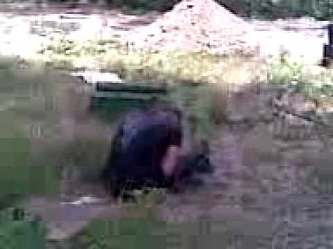 Trezirea lui pino din cismele