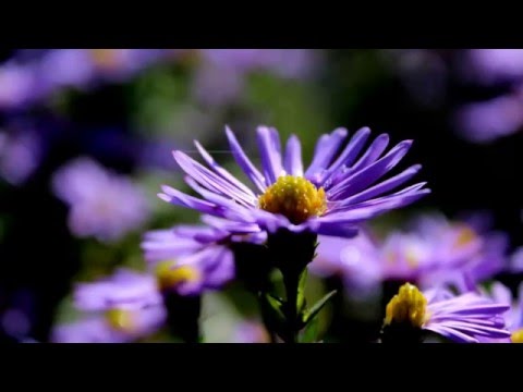 Čechomor- Ach bože z nebe (Kristýna Štěpánková)