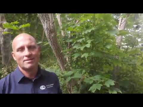 LIVE, juli 2020: Eendenkooi Nieuw Onrust. Hornhuizen