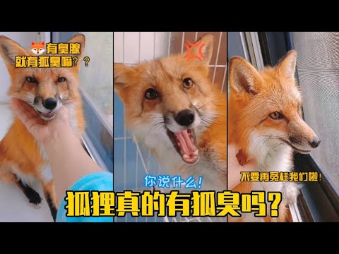 狐臭 狐狸