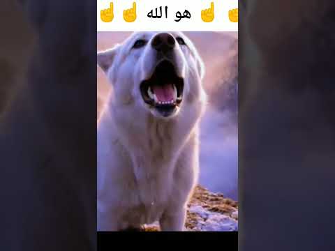 هو الله لا اله الاهو الملك ☝️☝️☝️☝️