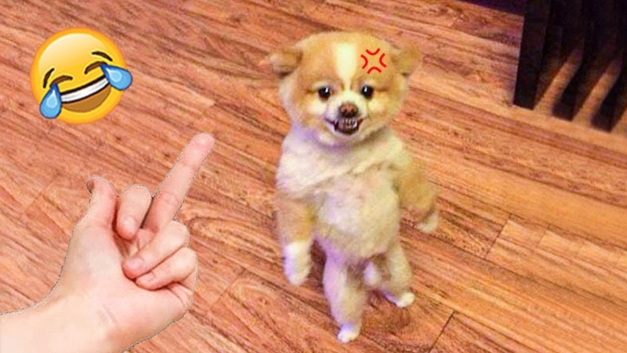 Cutest Puppies Compilation  ~ SG Funny Animals