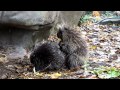 Porcupine Mating