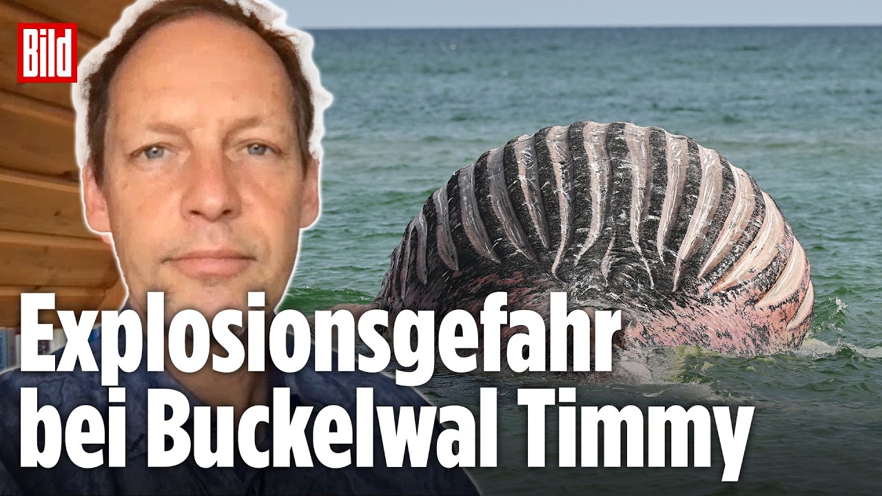 Wal-Experte Fabian Ritter warnt Schaulustige vor tödlicher Nähe zum Timmy-Kadaver