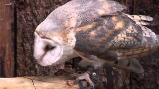 Owls - An Amazing  Collection Of Owls