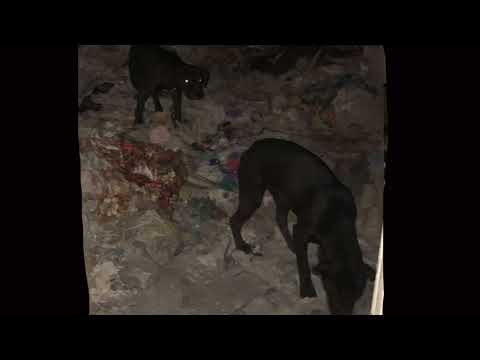 GULLINTANNI-Luxury $hit