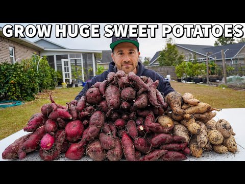 Mindblowing SWEET POTATO Harvest! Watch How I Did It