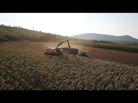 New Holland FR780 | Maize silage | Sklizeň kukuřice