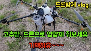 드론으로 고추밭 방제 vlog~!!! 드론으로 약 주면 편해요^^ 고추농사 쉽고 편하게 하는 방법!!