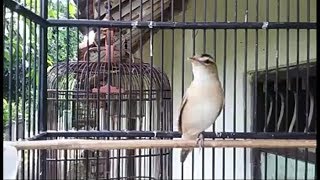 Download lagu Terapi Kerakbasi Alis Hitam Untuk Memancing Bunyi mp3