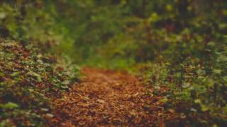Rain on Leaves on a Forest Road in Autumn - 10 Hours Video with Sounds for Relaxation and Sleep