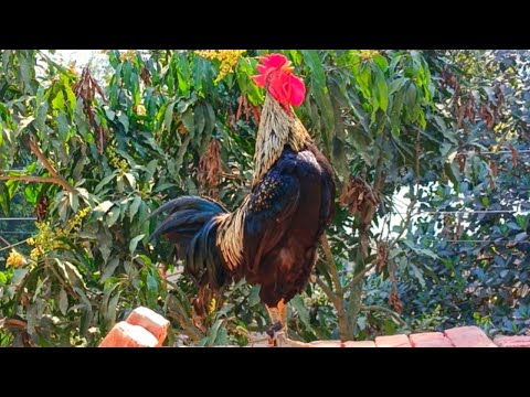 BEST ROOSTER CROWING COMPILATION 2024