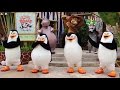 HD 2015 MADAGASCAR I LIKE TO MOVE IT BOOGIE DANCE Universal Studios Singapore USS