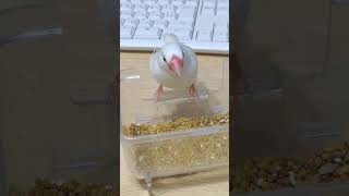 朝ごはん取り替えたそばからガツガツ🍙 #文鳥